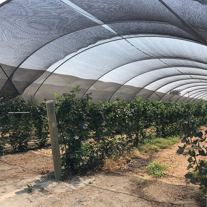shade net