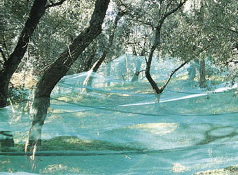 olive net