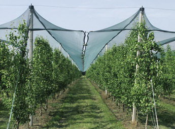 hail net