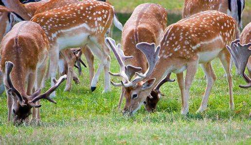 deer net